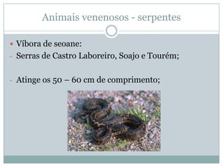 Animais venenosos - serpentes

 Víbora de seoane:
- Serras de Castro Laboreiro, Soajo e Tourém;


- Atinge os 50 – 60 cm de comprimento;
 