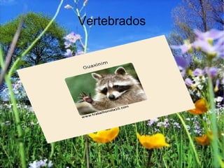 Vertebrados 