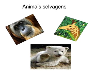 Animais selvagens 