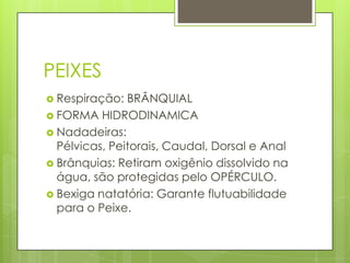 PEIXESRespiração: BRÂNQUIALFORMA HIDRODINAMICANadadeiras: Pélvicas, Peitorais, Caudal, Dorsal e AnalBrânquias: Retiram oxigênio dissolvido na água, são protegidas pelo OPÉRCULO.Bexiga natatória: Garante flutuabilidade para o Peixe.