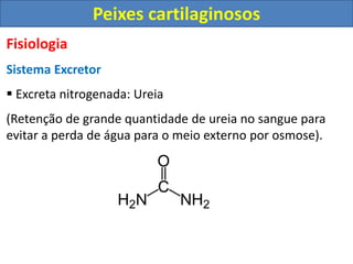 Fisiologia
Sistema Excretor
 Excreta nitrogenada: Ureia
(Retenção de grande quantidade de ureia no sangue para
evitar a perda de água para o meio externo por osmose).
Peixes cartilaginosos
 