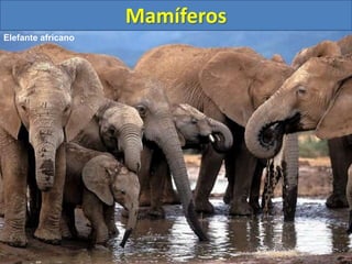 Mamíferos
Elefante africano
 