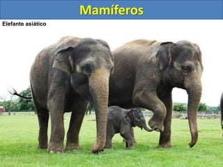 Mamíferos
Elefante asiático
 
