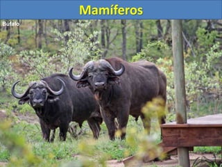 Mamíferos
Búfalo
 