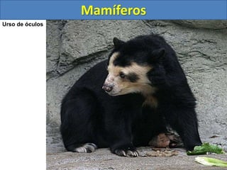 Mamíferos
Urso de óculos
 