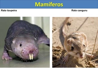 Mamíferos
Elefante asiático
Rato toupeira Rato canguru
 