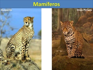 Mamíferos
Guepardo Onça Pintada
 