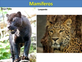 Mamíferos
Onça Preta Onça Pintada
Leopardo
 