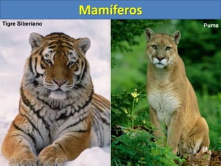 Mamíferos
Tigre Siberiano Puma
 
