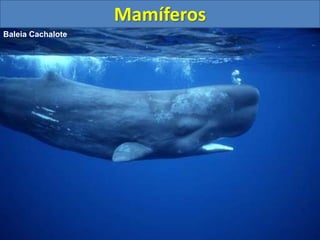 Mamíferos
Baleia Cachalote
 