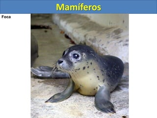 Mamíferos
Foca
 