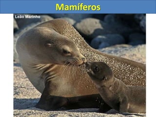 Mamíferos
Leão Marinho
 