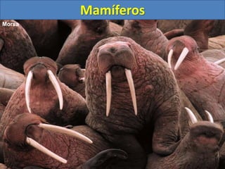 Mamíferos
Morsa
 