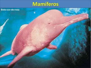 Mamíferos
Boto-cor-de-rosa
 