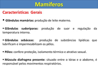 Características Gerais
 Glândulas mamárias: produção de leite materno.
 Glândulas sudoríparas: produção de suor e regulação da
temperatura interna.
 Glândulas sebáceas: produção de substâncias lipídicas que
lubrificam e impermeabilizam os pêlos.
 Pêlos: confere proteção, isolamento térmico e atrativo sexual.
 Músculo diafragma presente: situado entre o tórax e o abdome, é
responsável pelos movimentos respiratórios.
Mamíferos
 