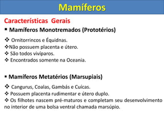 Características Gerais
 Mamíferos Monotremados (Prototérios)
 Ornitorrincos e Équidnas.
Não possuem placenta e útero.
 São todos vivíparos.
 Encontrados somente na Oceania.
 Mamíferos Metatérios (Marsupiais)
 Cangurus, Coalas, Gambás e Cuícas.
 Possuem placenta rudimentar e útero duplo.
 Os filhotes nascem pré-maturos e completam seu desenvolvimento
no interior de uma bolsa ventral chamada marsúpio.
Mamíferos
 