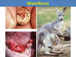 Mamíferos
 