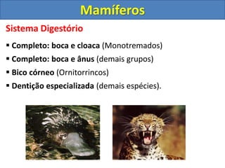 Sistema Digestório
 Completo: boca e cloaca (Monotremados)
 Completo: boca e ânus (demais grupos)
 Bico córneo (Ornitorrincos)
 Dentição especializada (demais espécies).
Mamíferos
 