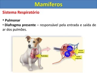 Sistema Respiratório
• Pulmonar
• Diafragma presente – responsável pela entrada e saída de
ar dos pulmões.
Mamíferos
 