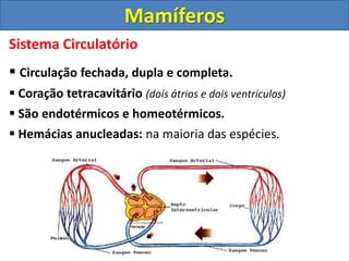 Sistema Circulatório
 Circulação fechada, dupla e completa.
 Coração tetracavitário (dois átrios e dois ventrículos)
 São endotérmicos e homeotérmicos.
 Hemácias anucleadas: na maioria das espécies.
Mamíferos
 