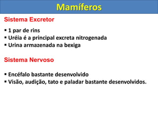 Sistema Excretor
 1 par de rins
 Uréia é a principal excreta nitrogenada
 Urina armazenada na bexiga
Sistema Nervoso
 Encéfalo bastante desenvolvido
 Visão, audição, tato e paladar bastante desenvolvidos.
Mamíferos
 
