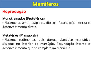 Reprodução
Monotremados (Prototérios)
• Placenta ausente, ovíparos, dióicos, fecundação interna e
desenvolvimento direto.
Metatérios (Marsupiais)
• Placenta rudimentar, dois úteros, glândulas mamárias
situadas no interior do marsúpio. Fecundação interna e
desenvolvimento que se completa no marsúpio.
Mamíferos
 