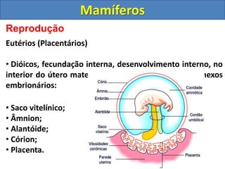 Reprodução
Eutérios (Placentários)
• Dióicos, fecundação interna, desenvolvimento interno, no
interior do útero materno. Estão presente todos os anexos
embrionários:
• Saco vitelínico;
• Âmnion;
• Alantóide;
• Córion;
• Placenta.
Mamíferos
 