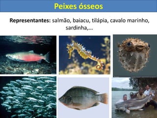 Representantes: salmão, baiacu, tilápia, cavalo marinho,
sardinha,...
Peixes ósseos
 