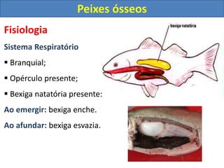 Fisiologia
Sistema Respiratório
 Branquial;
 Opérculo presente;
 Bexiga natatória presente:
Ao emergir: bexiga enche.
Ao afundar: bexiga esvazia.
Peixes ósseos
 