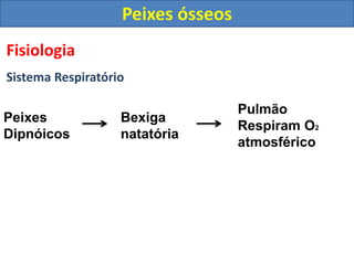 Fisiologia
Sistema Respiratório
Peixes ósseos
Peixes
Dipnóicos
Bexiga
natatória
Pulmão
Respiram O2
atmosférico
 