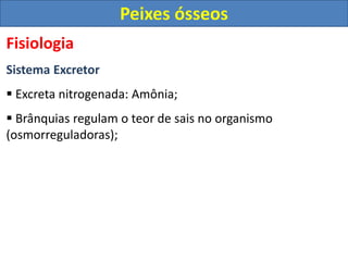 Fisiologia
Sistema Excretor
 Excreta nitrogenada: Amônia;
 Brânquias regulam o teor de sais no organismo
(osmorreguladoras);
Peixes ósseos
 