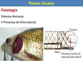 Fisiologia
Sistema Nervoso
 Presença de linha lateral;
Peixes ósseos
 