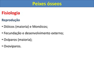 Fisiologia
Reprodução
• Dióicos (maioria) e Monóicos;
• Fecundação e desenvolvimento externo;
• Ovíparos (maioria);
• Ovoviparos.
Peixes ósseos
 