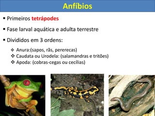 Classe Amphibia (anfíbios)
 Primeiros tetrápodes
 Fase larval aquática e adulta terrestre
 Divididos em 3 ordens:
 Anura:(sapos, rãs, pererecas)
 Caudata ou Urodela: (salamandras e tritões)
 Apoda: (cobras-cegas ou cecílias)
Anfíbios
 