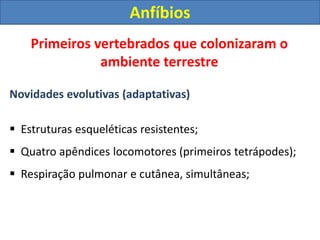 Primeiros vertebrados que colonizaram o
ambiente terrestre
Novidades evolutivas (adaptativas)
 Estruturas esqueléticas resistentes;
 Quatro apêndices locomotores (primeiros tetrápodes);
 Respiração pulmonar e cutânea, simultâneas;
Anfíbios
 