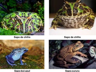 Sapo de chifre Sapo de chifre
Sapo-boi-azul Sapo-cururu
 