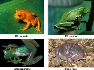 Rã dourada Rã Kambo
Rã transparante Sapo-roxo
 