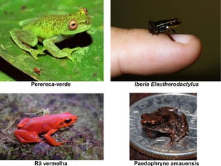 Perereca-verde Iberia Eleutherodactylus
Rã vermelha Paedophryne amauensis
 