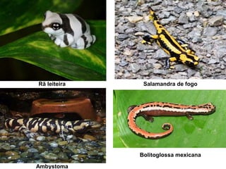 Rã leiteira Salamandra de fogo
Ambystoma
Bolitoglossa mexicana
 