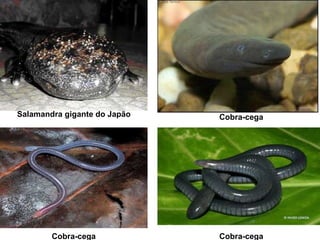 Salamandra gigante do Japão Cobra-cega
Cobra-cega Cobra-cega
 