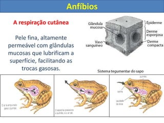 A respiração cutânea
Pele fina, altamente
permeável com glândulas
mucosas que lubrificam a
superfície, facilitando as
trocas gasosas.
Anfíbios
 