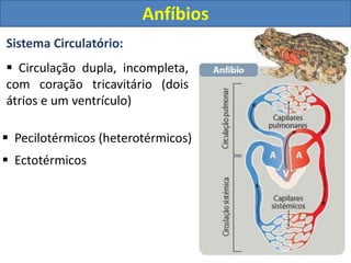 Sistema Circulatório:
 Circulação dupla, incompleta,
com coração tricavitário (dois
átrios e um ventrículo)
 Pecilotérmicos (heterotérmicos)
 Ectotérmicos
Anfíbios
 