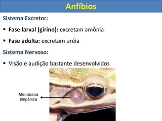 Sistema Excretor:
 Fase larval (girino): excretam amônia
 Fase adulta: excretam uréia
Sistema Nervoso:
 Visão e audição bastante desenvolvidos
Membrana
timpânica
Anfíbios
 