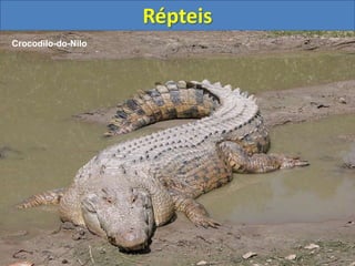 Répteis
Crocodilo-do-Nilo
 