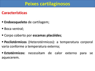Características
 Endoesqueleto de cartilagem;
 Boca ventral;
 Corpo coberto por escamas placóides;
 Pecilotérmicos (Heterotérmicos): a temperatura corporal
varia conforme a temperatura externa;
 Ectotérmicos: necessitam de calor externo para se
aquecerem.
Peixes cartilaginosos
 