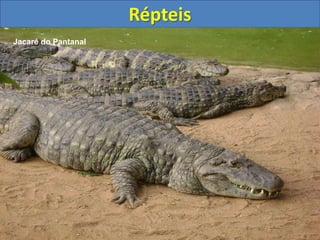 Répteis
Jacaré do Pantanal
 