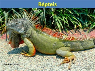 Répteis
Iguana-verde
 