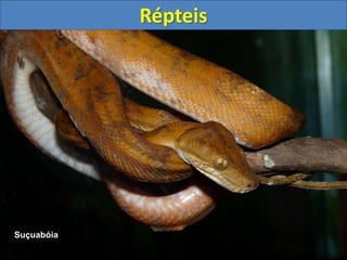 Répteis
Suçuabóia
 
