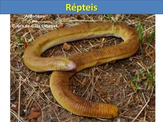 Répteis
Anfisbena
ou
Cobra de duas cabeças
 