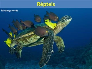 Répteis
Tartaruga-verde
 